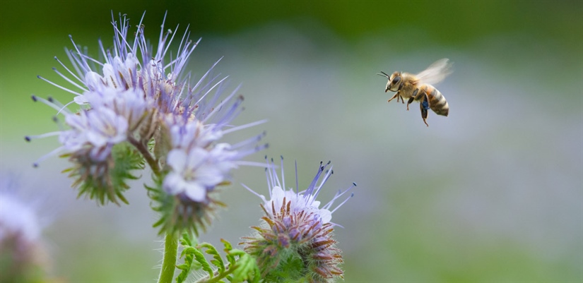 Pollinerende insekter gir bonden større avlinger